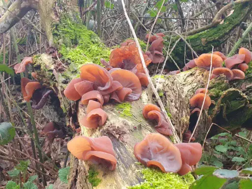 Wood Ear - Auricularia auricula-judae - East Sussex