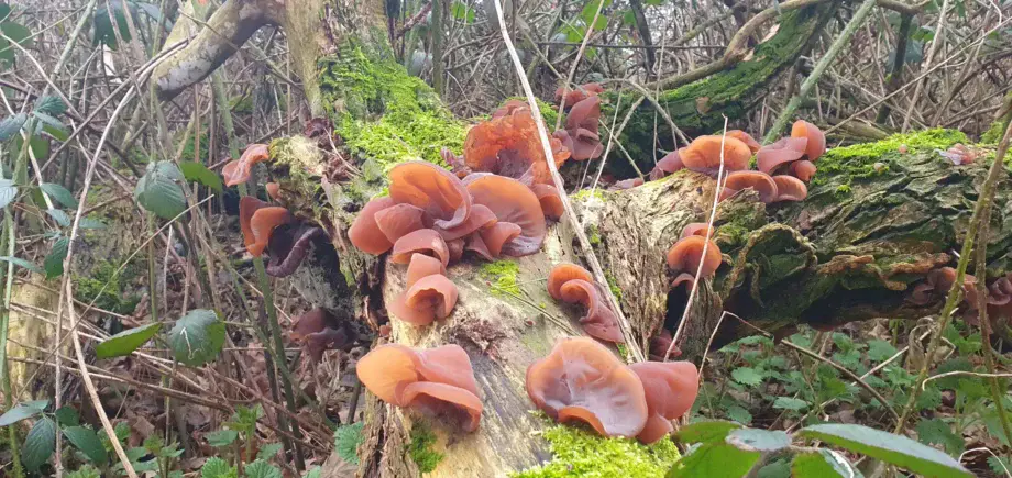Wood Ear - Auricularia auricula-judae - East Sussex