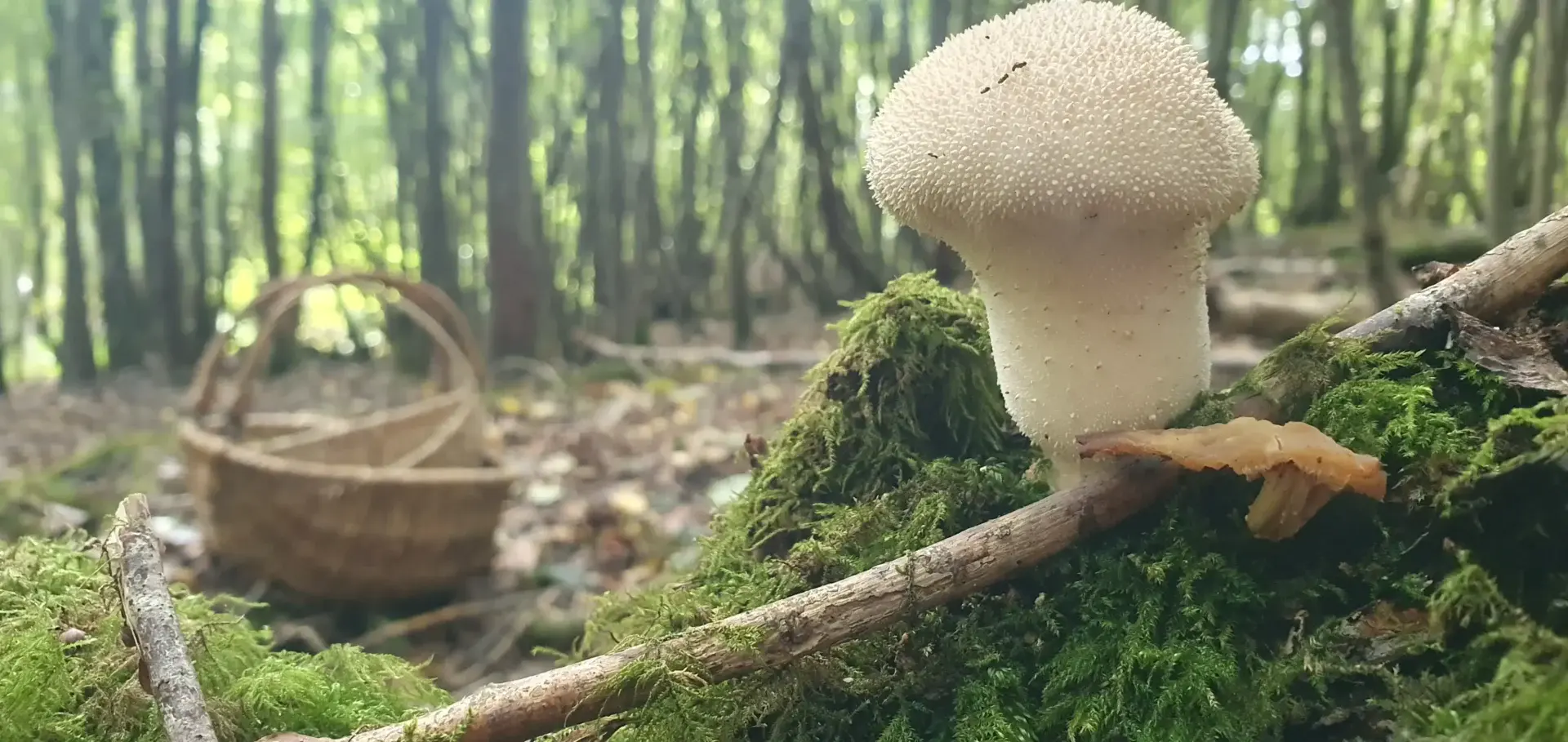 Common Puffball (lycoperdon perlatum)