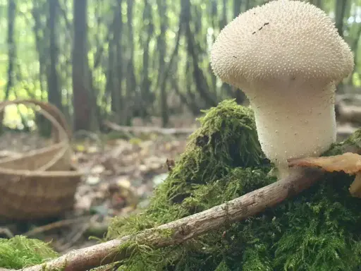 Common Puffball (lycoperdon perlatum)
