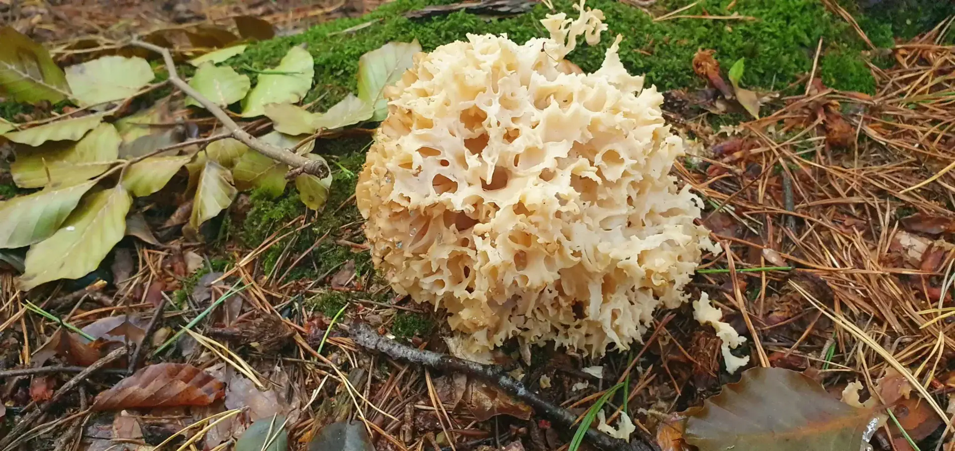 cauliflower mushroom sparassis crispa - Furaging