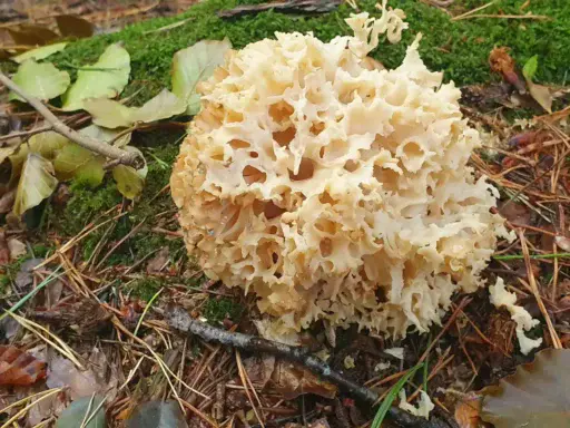 cauliflower mushroom sparassis crispa - Furaging