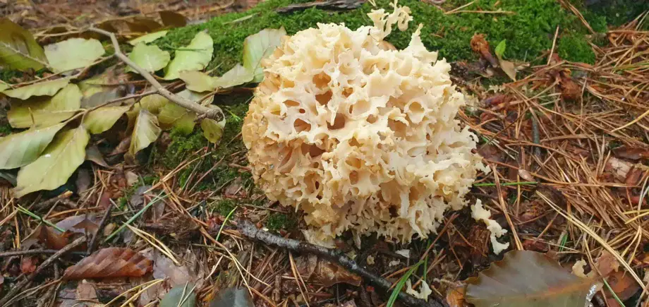 cauliflower mushroom sparassis crispa - Furaging