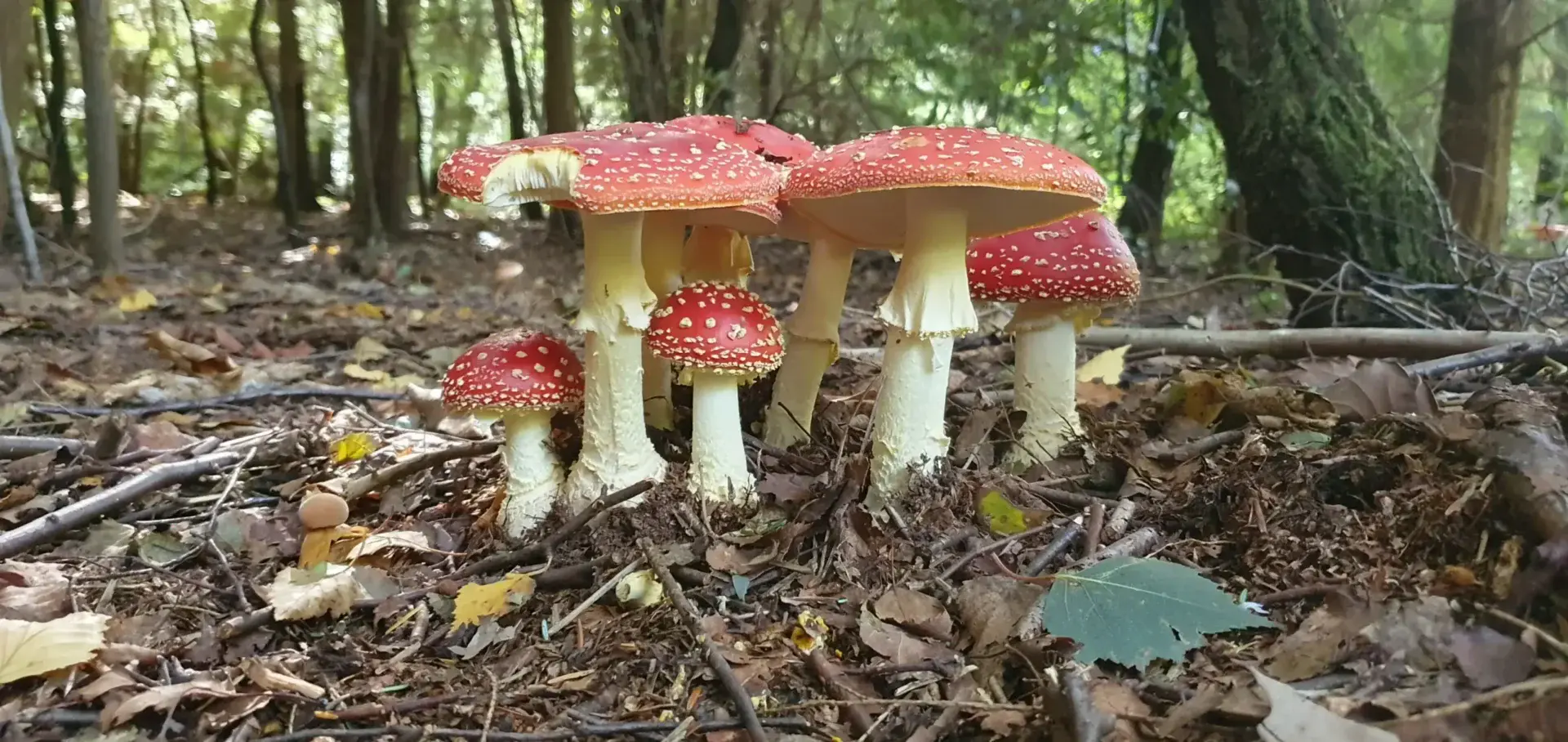 fly agaric - Amanita muscaria -East Sussex