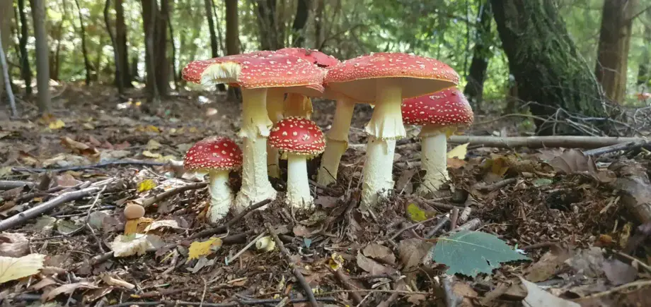 fly agaric - Amanita muscaria -East Sussex