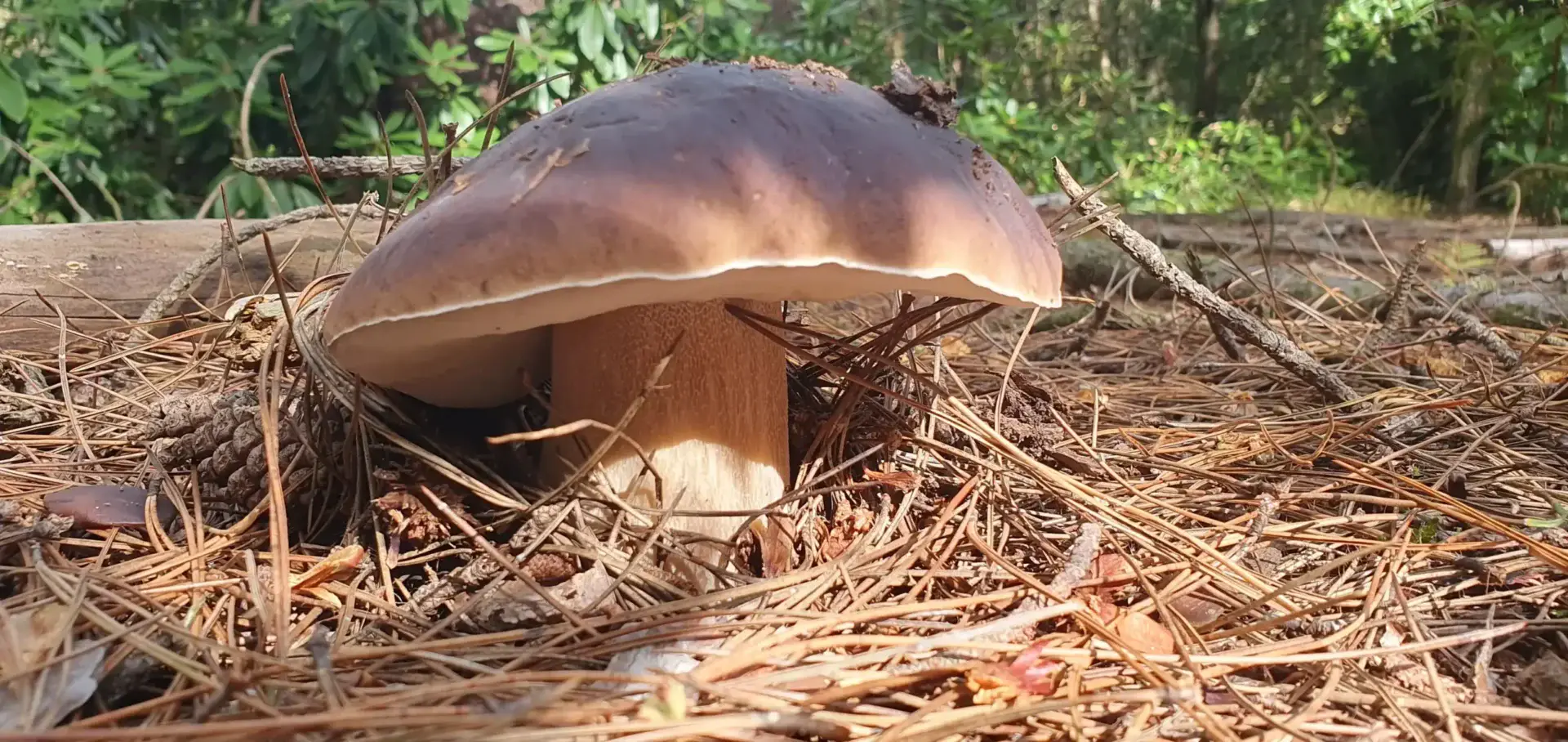 East Sussex Porcini