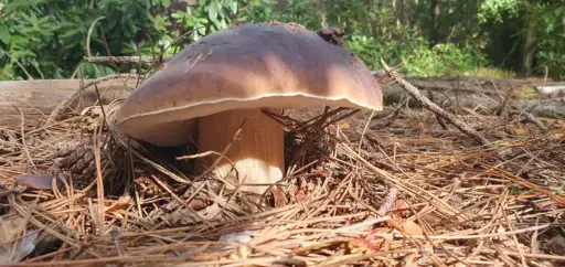East Sussex Porcini