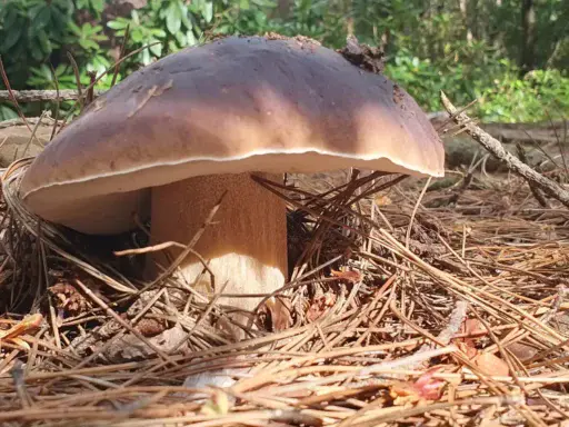 East Sussex Porcini