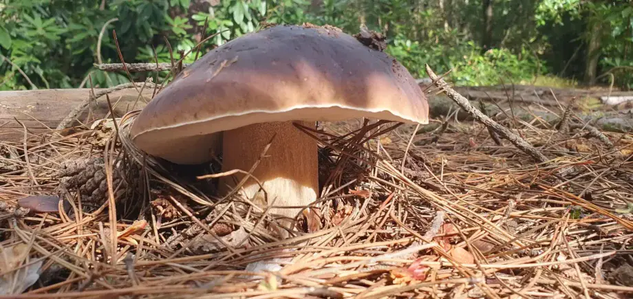East Sussex Porcini