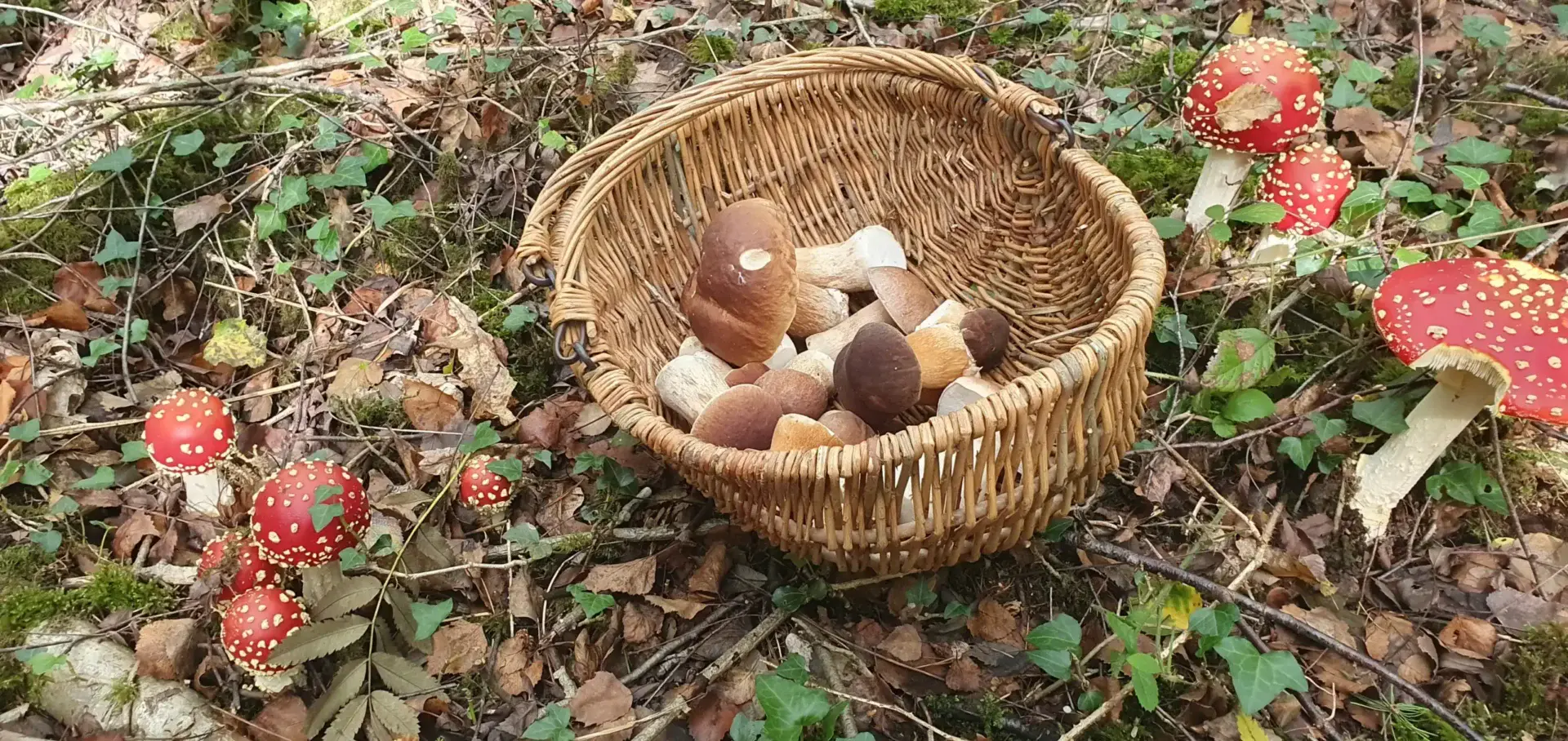 East Sussex Mushroom Foraging Course