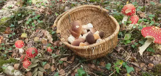 East Sussex Mushroom Foraging Course