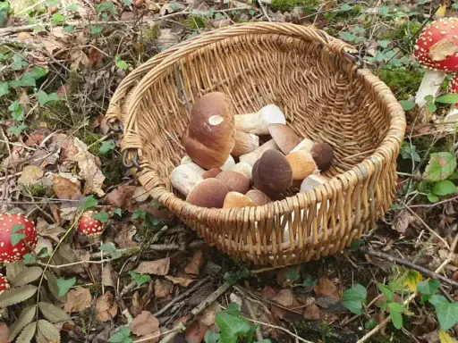 East Sussex Mushroom Foraging Course