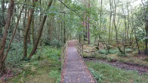 Broadwater Forest Tunbridge Wells Foraging Course