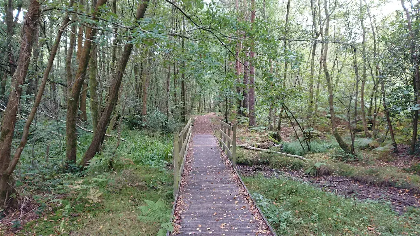 Broadwater Forest Tunbridge Wells Foraging Course