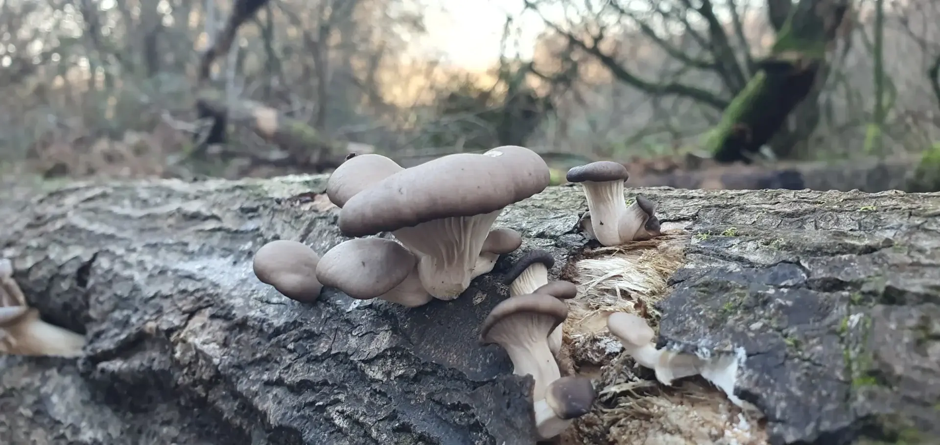 Blue Oyster Pleurotus ostreatus