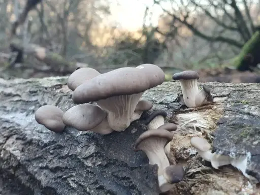 Blue Oyster Pleurotus ostreatus