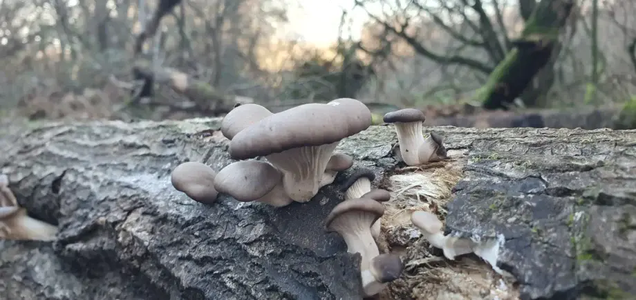 Blue Oyster Pleurotus ostreatus
