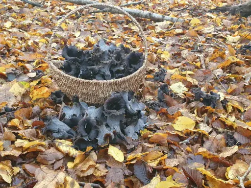 Horn Of Plenty-Craterellus cornucopioides