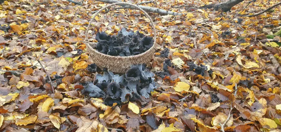 Horn Of Plenty-Craterellus cornucopioides