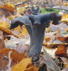 Trompe-de-la-mort