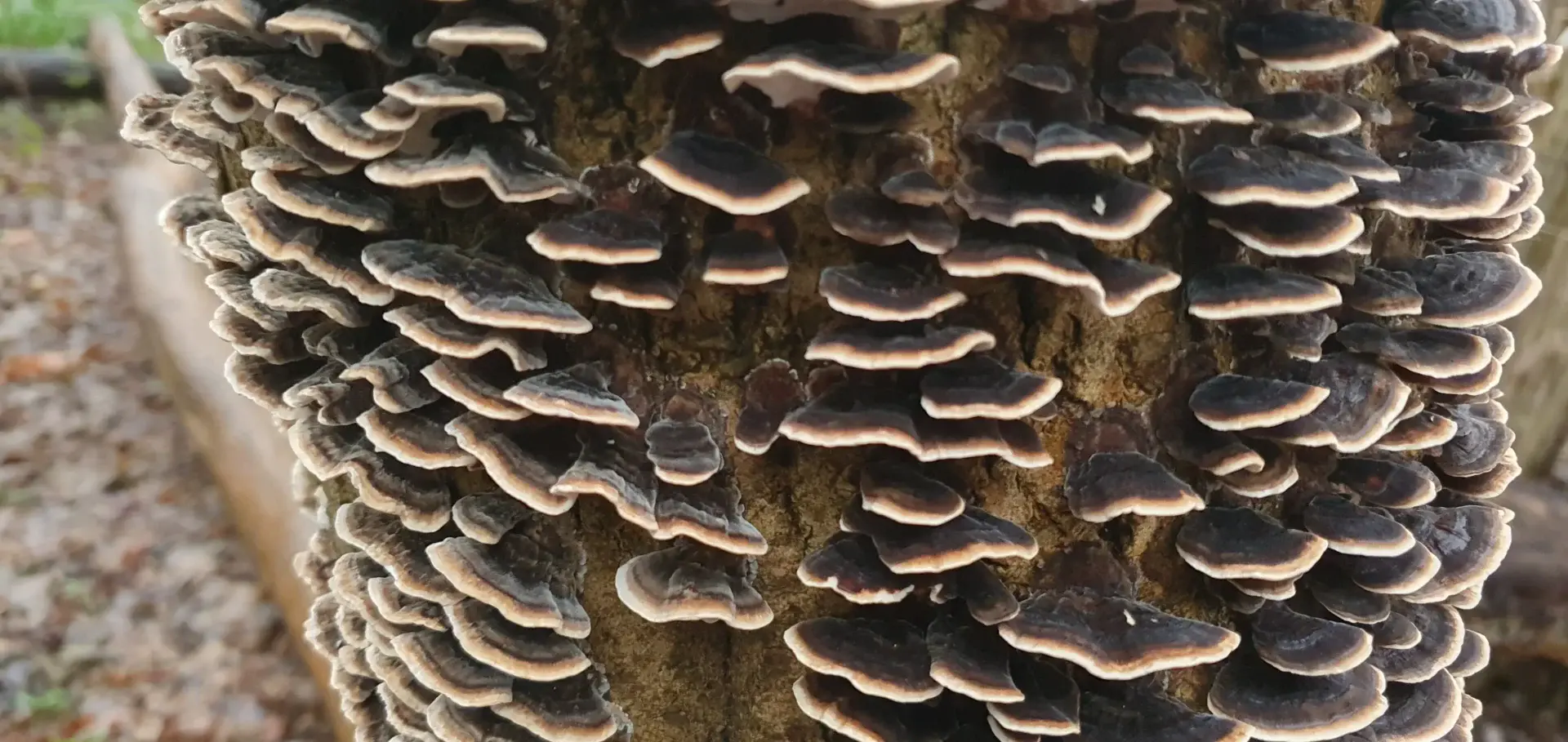 Turkey Tail fungus (Trametes versicolor) growing on hardwood in the UK