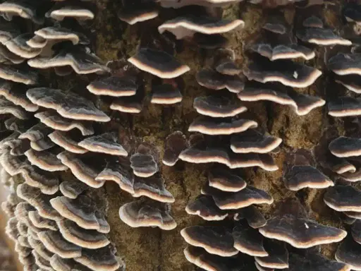 Turkey Tail fungus (Trametes versicolor) growing on hardwood in the UK