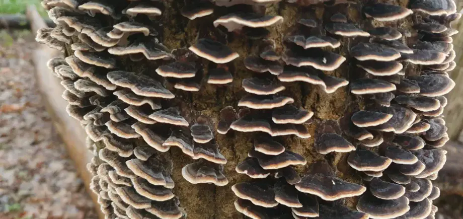 Turkey Tail fungus (Trametes versicolor) growing on hardwood in the UK