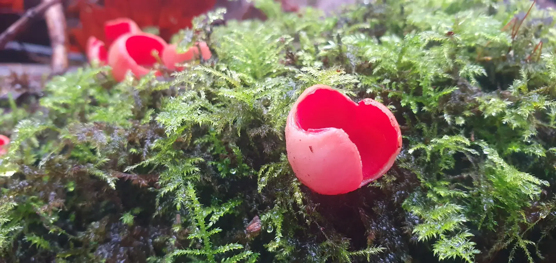 Scarlet Elfcup Sarcoscypha austriaca