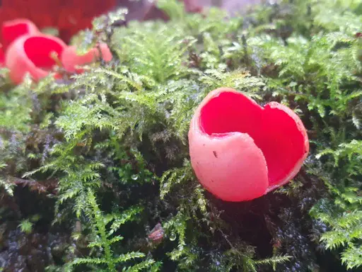 Scarlet Elfcup Sarcoscypha austriaca