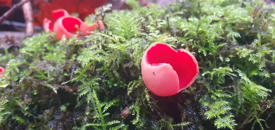 Scarlet Elfcup Sarcoscypha austriaca