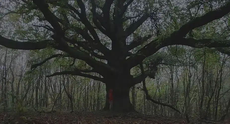 oaktree