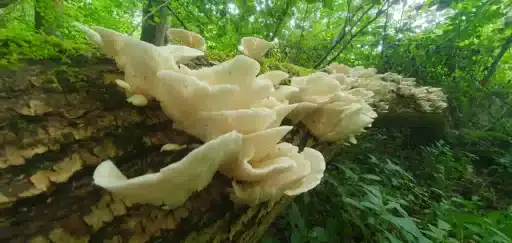 Pale Oyster ( Pleurotus pulmonarius)