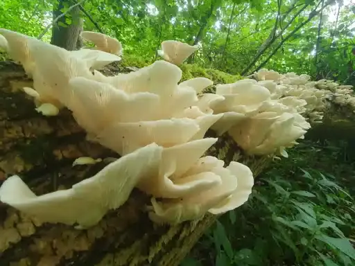 Pale Oyster ( Pleurotus pulmonarius)