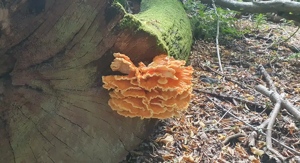 Chicken of the Woods (Laetiporus sulphureus) 1 Chicken of the woods on Oak