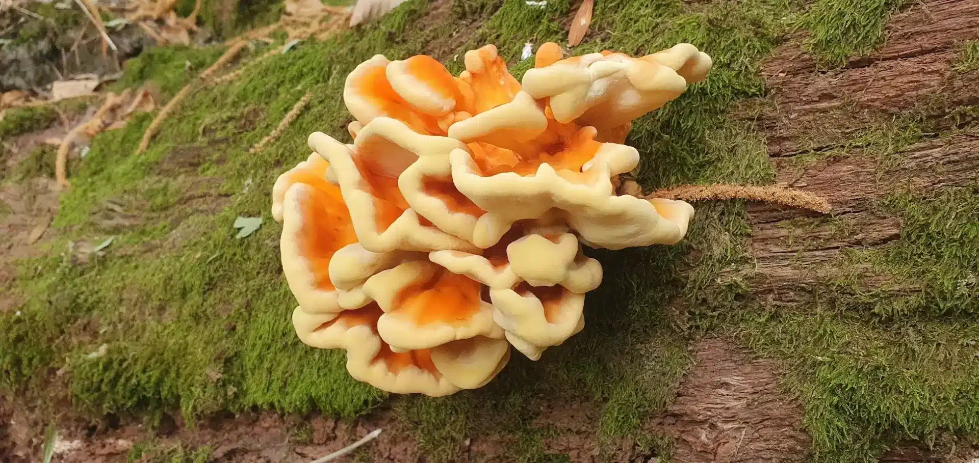 Chicken of the woods (Laetiporus sulphureus)