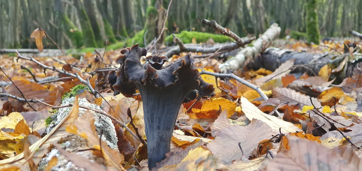 Autumn foraging