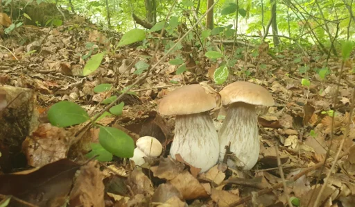 High-Weald-Mushroom-Foraging-course