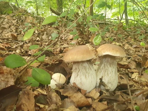 High-Weald-Mushroom-Foraging-course