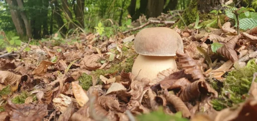 Mushroom-Foraging-at-Glottenham-Farm