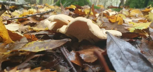 October Forage high weald
