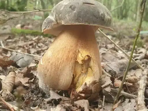 Bronze Bolete (Boletus aereus)