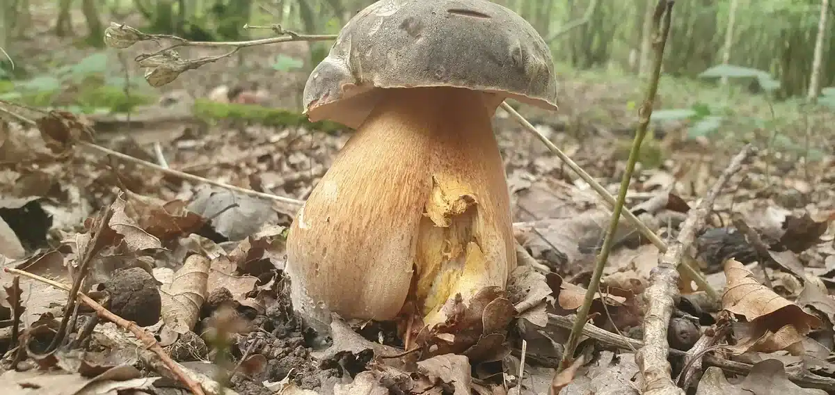 Bronze Bolete (Boletus aereus)