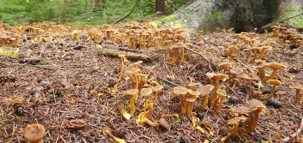 Early November Foraging