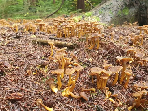 Early November Foraging