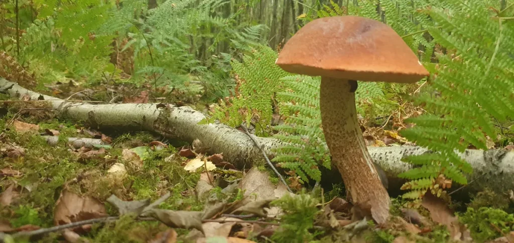 Late Autumn Foraging at Glottenham Castle