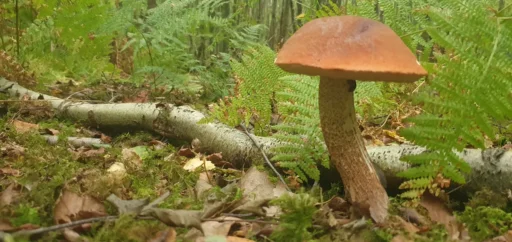 Late Autumn Foraging at Glottenham Castle