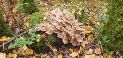 Hen of the Woods (Grifola frondosa)