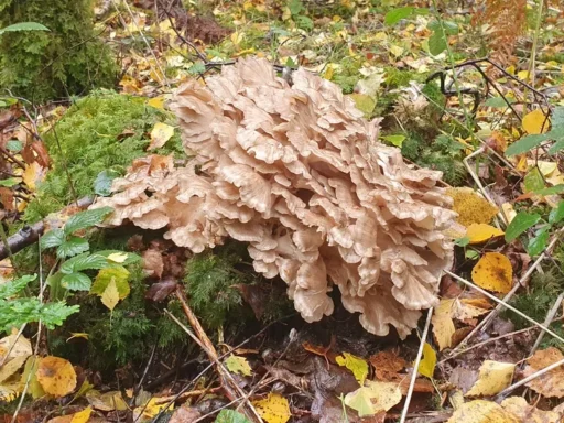 Hen of the Woods (Grifola frondosa)